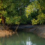 Mangrove Forest Bengal Elasmo Lab Collaboration_ Fayed Masud Khan