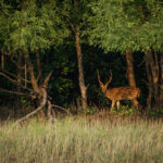 SpeciesBengal-Elasmo-Lab-Collaboration_-Fayed-Masud-Khan-1